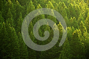 Pine Trees Forest Evening Light