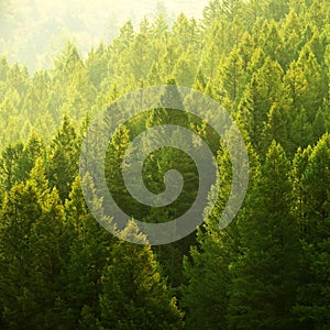 Pine Trees Forest Evening Light