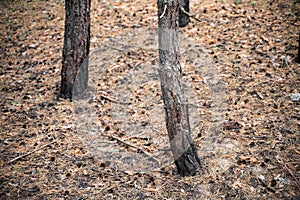 Pine trees forest after the fire. Burnt trees. Nature disaster, climate change. Environment hazard.