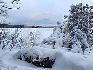 Pine trees forest and frothed lake covered with snow shot in winter day