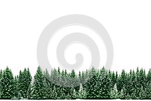 Pine trees forest of green spruces covered by fresh snow during Winter Christmas time as wide frame border background