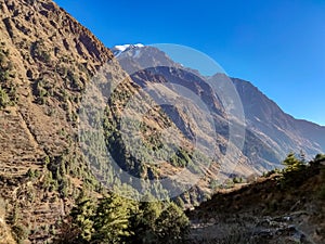 Pine trees and forest in the hilly region of Nepal