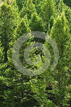 Pine Trees Forest in Mountains Lush Green Foliage