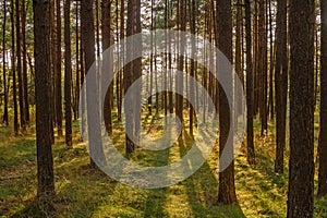 Pine-trees in forest at sunset in Palanga