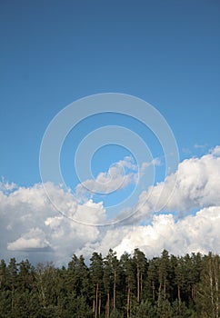 Pine trees forest tops on blue sky with white clouds