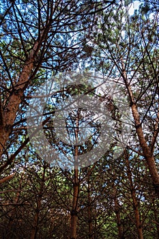 Pine trees forest under blue sky