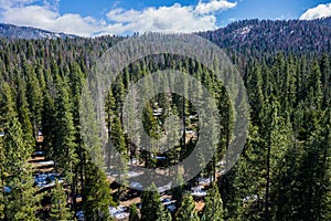 Pine Trees and Forested Hills