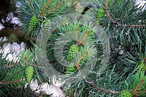 Pine trees with fresh pine cones and green pine needles
