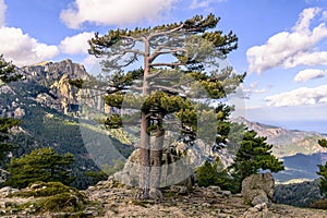 Pine Trees in front of the rocky spikes of red granite \