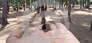 Pine trees garden at Baticoal(Sri Lanka) beach with Pine corn on hand. photo