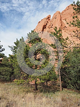 Pine trees by Garden of the Gods