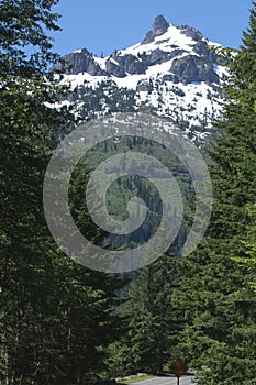 The pine trees and glaciers of Mount Rainier