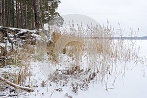 Pine trees with gnarled roots growing on the slope exposed to soil erosion. Ecological problems