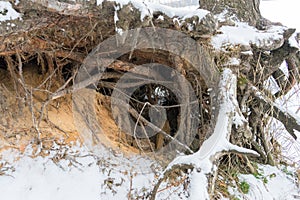 Pine trees with gnarled roots growing on the slope exposed to soil erosion. Ecological problems