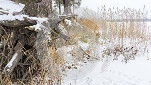 Pine trees with gnarled roots growing on the slope exposed to soil erosion. Ecological problems