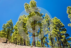 Pine trees in Gran Canaria