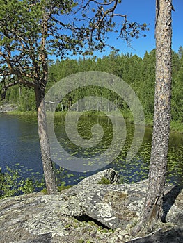 Pine trees on granite rocks on the shore of the lake photo
