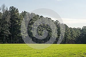 Pine Trees in a green grassy field