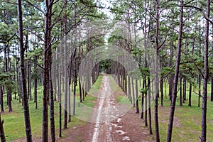 Pine trees grow nice and tidy in lines with equal spaces between lines in the pine trees forest