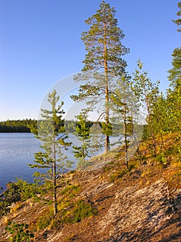 Pine trees grow on a steep granite shore photo