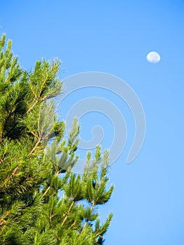 Pine trees growing against blue sky