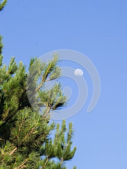 Pine trees growing against blue sky
