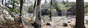 Pine Trees Growing out of Rock along a River, Panorama/Banner