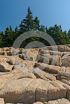 Pine trees growing on and into the Pink Granite slabs of rocks l