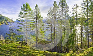 Pine trees growing on the shoreline of Cowichan Bay in Vancouver Island