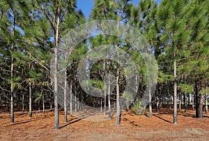 Pine trees growing in the state of Georgia, USA