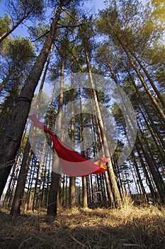 Pine trees and hammock with tent in spring wood