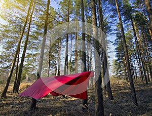 Pine trees and hammock with tent in spring wood