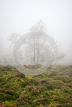 Pine trees and heather with magenta flowers in the mist