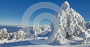 Pine trees heavily covered with snow on a mountain on a very sunny day. Cabeza de Manzaneda, Ourense