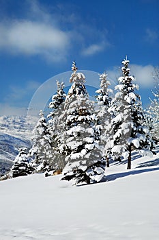 Pine Trees Heavy with Snow, Deer Valley Utah