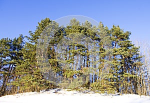 Pine trees on a hill in winter