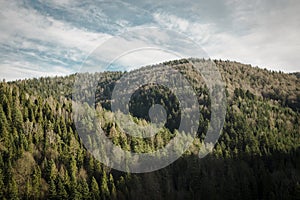 Pine trees and hills landscape in Poland.