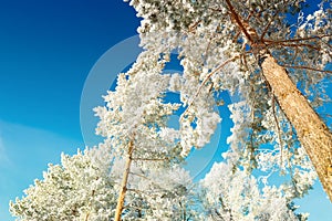 Pine trees with hoarfrost in winter forest against the blue sky