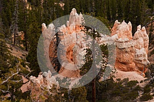 Pine trees and hoodoos close view in Bryce canyon