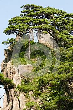 Pine trees at Huangshan mout