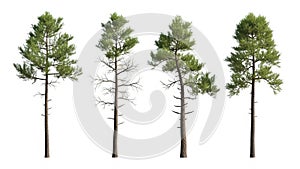 Pine Trees Isolated on White Background - Coniferous Forest Elements