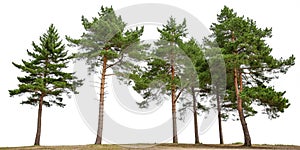 Pine Trees Isolated on White Background