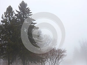 Pine trees in January