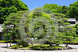 Pine trees of Japanese garden, Kyoto Japan.