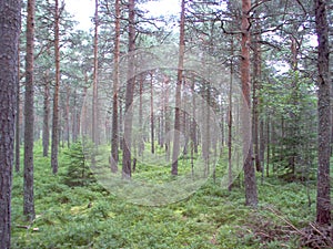 Pine trees in Joensuu photo