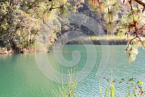 Pine trees by the lake in Chiapas, Mexico photo