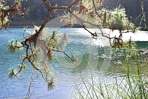 Pine trees by the lake in Chiapas, Mexico photo