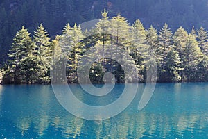 pine trees and lake in Jiuzhaigou