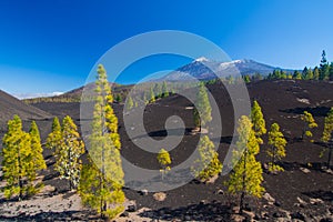 Pine trees on the lava field, Pico del Teide, Tenerife, Spain