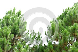 Pine trees with leaves branches on white isolated background for green foliage backdrop